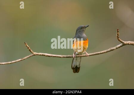 White Rumped Shama, Copsychus malabaricus, Mahananda Wildlife Sanctuary, West Bengal, India Stock Photo