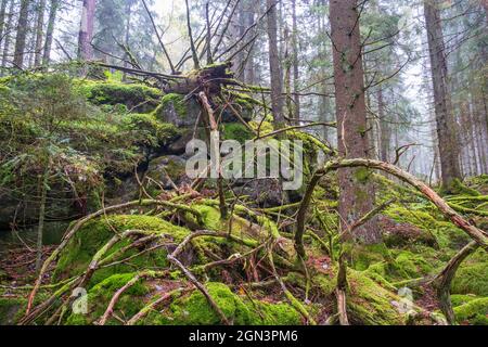 Old decaying tree logs with green moss in a woodland Stock Photo