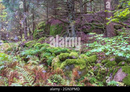 Forest landscape with moss covered rocks and ferns Stock Photo