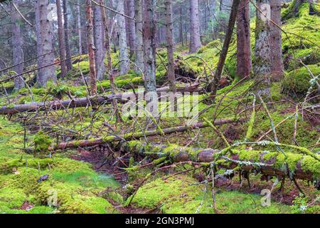 Fallen trees in the woodland Stock Photo