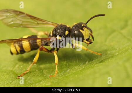 Closeup on the ornate tailed digger wasp, Cerceris rybyensis Stock Photo