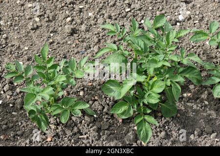 Row of potatoes, Solanum tuberosum of unknown variety, growing in a vegetable garden with a well cultivated weed free soil as background. Stock Photo