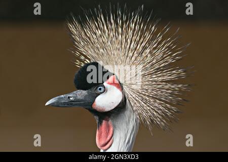 Close up of a black crowned crane [Balearica pavonina] Stock Photo