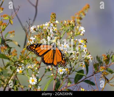 Monarch Butterfly sipping or drinking nectar from a plant with a blur background and white flowers in its environment and surrounding. Butterfly Image Stock Photo