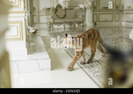 Puma in a luxurious interior. Puma - a predator of the genus Puma feline family Stock Photo