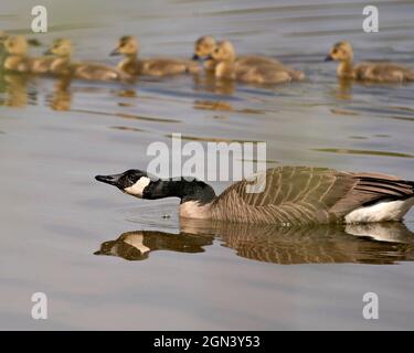 Canadian Goose with gosling babies swimming and displaying  in their environment and habitat. Canada Geese Image. Picture. Portrait. Photo. Canada Gee Stock Photo