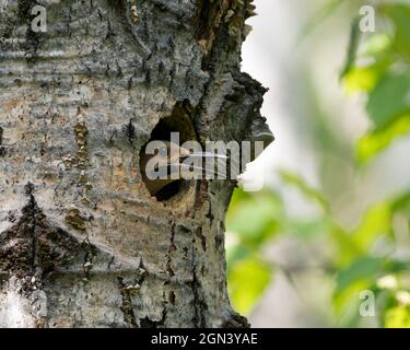 Northern Flicker bird head shot close-up view with open beak in its nest cavity entrance,  in its environment and habitat during bird season. Flicker Stock Photo