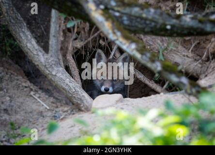 Young fox looks out of its burrow Stock Photo