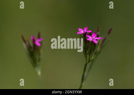 Close up of an annual honesty [Lunaria annua] Stock Photo