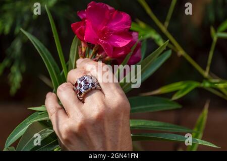 A woman's hand picks up a red oleander flower from the plant, with a similar colored ring on her finger Stock Photo