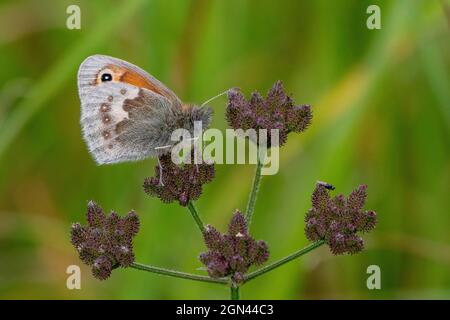 Small Heath (underwing)-Coenonympha pamphilus feeds on Spreading hedgeparsley-Torilis arvensis Stock Photo