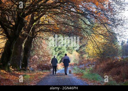 Elderly couple and dog on walk in autumn, Sidwood forest, Northumberland National Park, UK Stock Photo