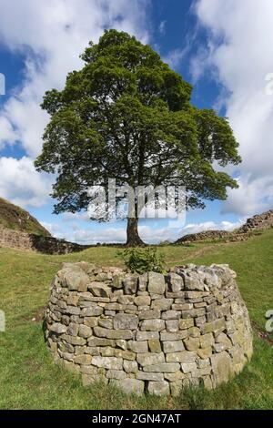 Sycamore gap, Hadrian's Wall, Northumberland, UK Stock Photo