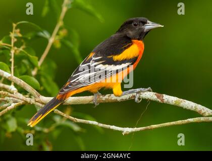 Male Baltimore Oriole (Icterus galbula) perched on a branch in a Costa Rican rainforest. The Baltimore Oriole is a small icterid blackbird. Stock Photo