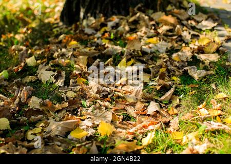Autumn. Multicolored maple leaves lie on the grass. Stock Photo