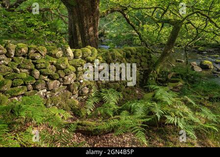 Moss covered stone wall in the lakes. Stock Photo