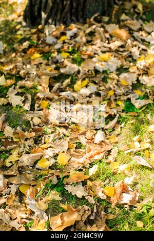 Autumn. Multicolored maple leaves lie on the grass. Stock Photo