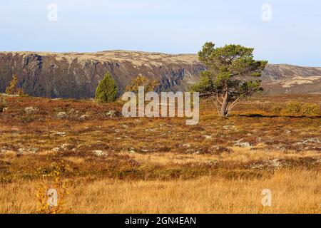 Fall in Forollhogna national park , Norway Stock Photo