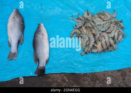 Bhetki or barramundi (Lates calcarifer) or Asian sea bass, is a popular fish among Bengali people. Prawns are also favourite item. For sale at Kolkata Stock Photo