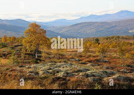 Fall in Forollhogna national park , Norway Stock Photo