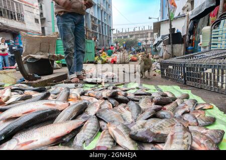 Kolkata, West Bengal, India - 16th December 2018 : Fishes put on road for sale. A hungry cat is looking for a chance to pick one up, in a fish market Stock Photo