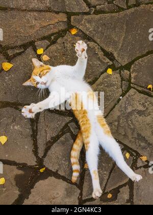 Funny ginger cat stretches lying on its back as if it wants to hug. Stock Photo