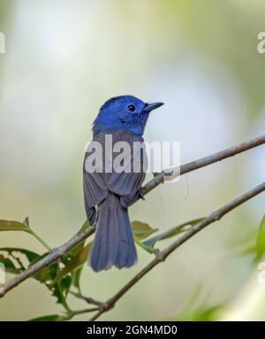 The black-naped monarch or black-naped blue flycatcher is a slim and agile passerine bird belonging to the family of monarch flycatchers found in sout Stock Photo