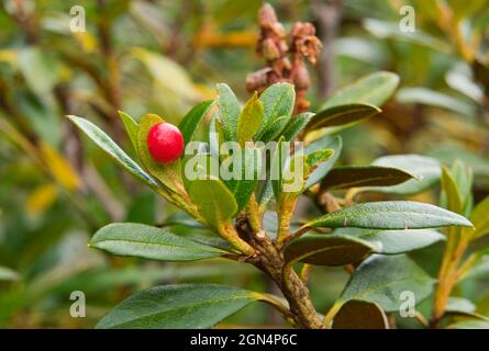 Exobasidium rhododendri, a parasite fungus growing on the leaves of Alpenrose Stock Photo