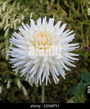 Dahlia,Small Cacti, White, Swallow Stock Photo