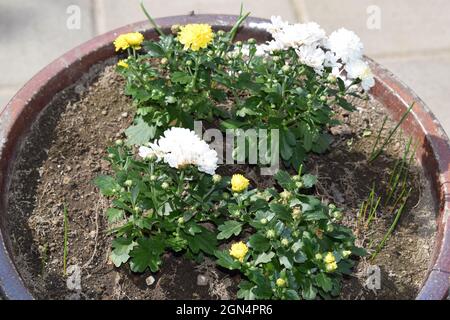 autumn blooming chrysanthemum flowers Stock Photo