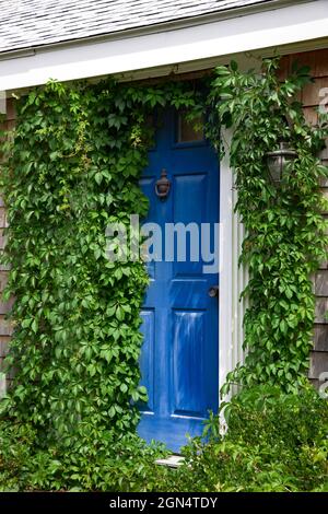 A home's blue front door framed by bright green ivy. Stock Photo