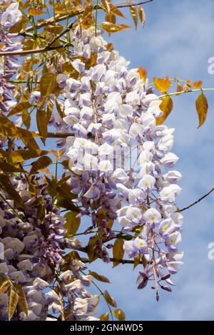 Wisteria sinensis 'Texas Purple' Stock Photo