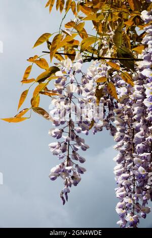 Wisteria sinensis 'Texas Purple', Wisteria 'Texas Purple' Stock Photo