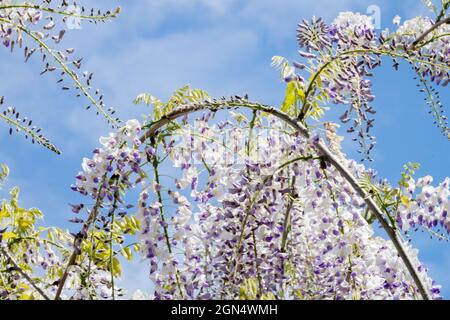 Wisteria sinensis Prolific Chinese Wisteria Stock Photo