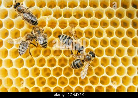 Bees swarming on honeycomb, extreme macro footage. Insects working in wooden beehive, collecting nectar from pollen of flower, create sweet honey Stock Photo