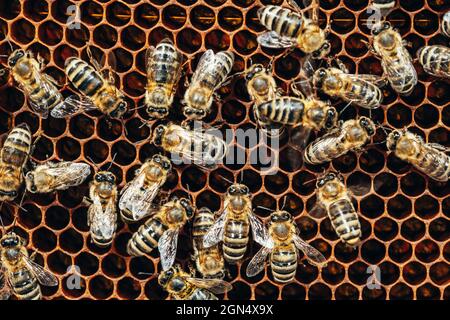 Domestic bees of the Karnika breed crawl along the foundation with brood. Beekeeping concept, honey creation, apiary management. Stock Photo