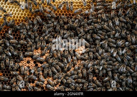 Domestic bees of the Karnika breed crawl along the foundation with brood. Beekeeping concept, honey creation, apiary management. Stock Photo