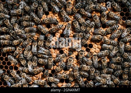 Domestic bees of the Karnika breed crawl along the foundation with brood. Beekeeping concept, honey creation, apiary management. Stock Photo