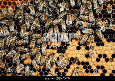 Bees swarming on honeycomb, extreme macro footage. Insects working in wooden beehive, collecting nectar from pollen of flower, create sweet honey Stock Photo