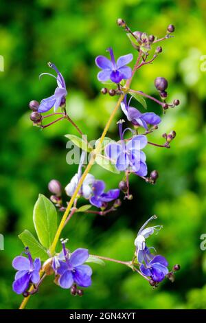Clerodendrum ugandense blue flowers Stock Photo