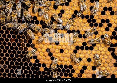 Bees swarming on honeycomb, extreme macro footage. Insects working in wooden beehive, collecting nectar from pollen of flower, create sweet honey Stock Photo