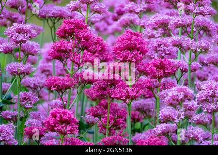Red purple flower background Red Valerian Centranthus ruber Stock Photo
