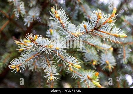 Blue Spruce with New Spring Growth and Rain Drops Background. Rain drops on Colorado blue spruce branches close up with blurry background Stock Photo