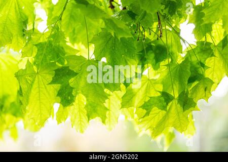 Green Maple Leaves in the Spring Rain Background. Backlit green maple leaves with rain drops after a spring shower. Stock Photo
