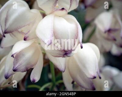 Yucca Elephantipes (Spineless Stick Yucca) flower Stock Photo