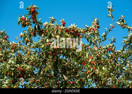 Red berries and green leaves on a roadside hedgerow tree against a vivid blue sky Stock Photo