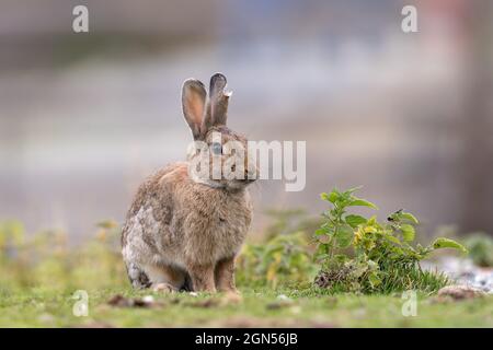 Rabbit with a damaged ear sitting in the grass outdoors Stock Photo
