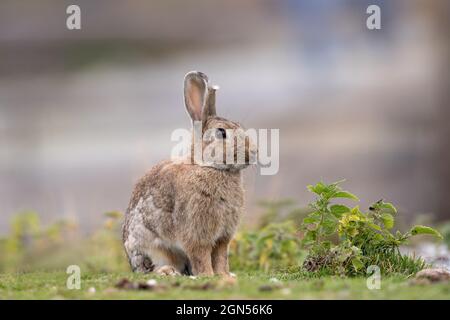 Rabbit sitting in the grass outdoors Stock Photo