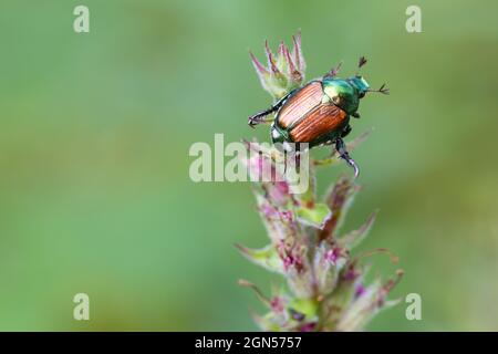 Japanese Beetle on Flower with Green Backfground Stock Photo