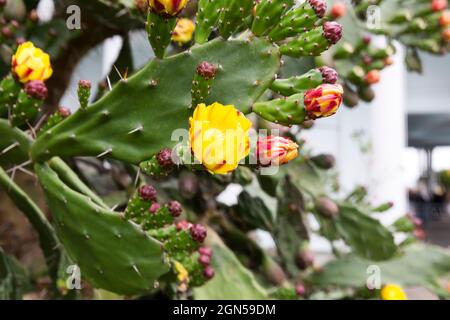Blooming prickly pear cactus. Yellow and red delicate flowers among the sharp needles.